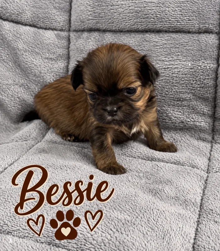 Bessie – Shih Tzu puppy for sale in Middletown, DE