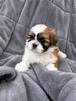 Rockstar , a male Shih Tzu for sale in Newark, DE – 2 of 2