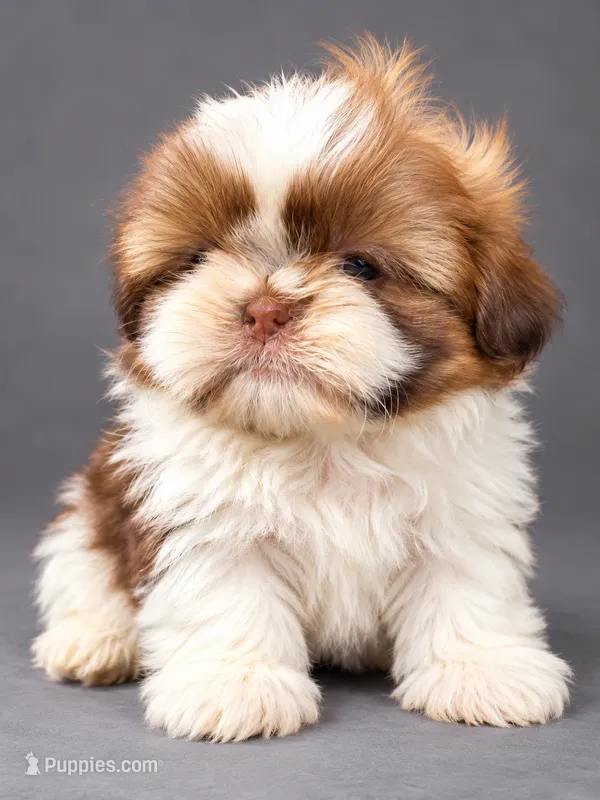Daisy  – Shih Tzu puppy for sale in Middletown, DE