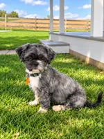 Milo, a male Shih Tzu for sale in Middletown, DE – 4 of 6