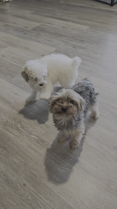 Poppy, a female Bichon Frise and Poodle - Toy  for sale in Middletown, DE – 3 of 3