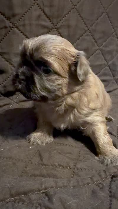 Tyson, a male Shih Tzu for sale in Newark, DE – 4 of 6