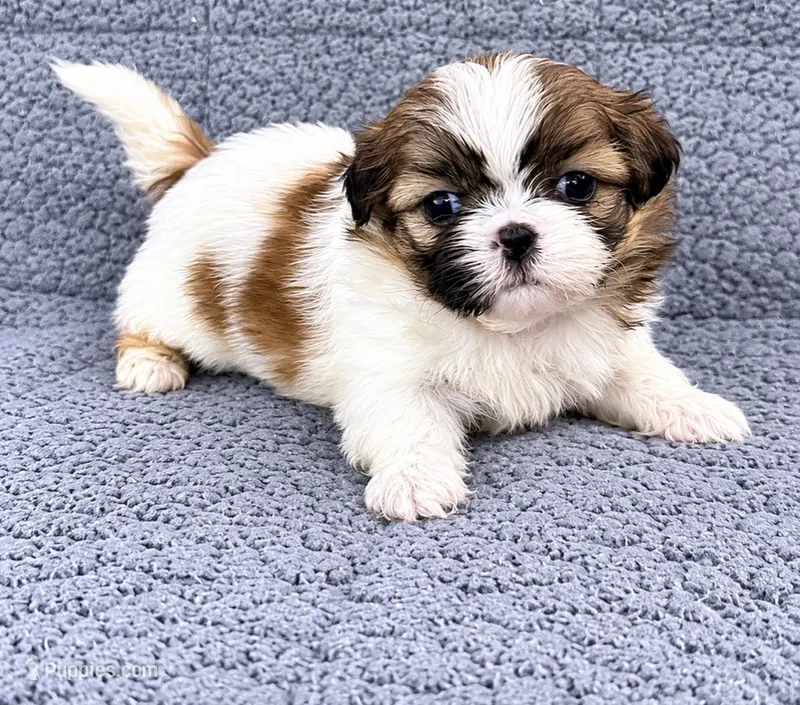 Aria – Shih Tzu puppy for sale in Newark, DE