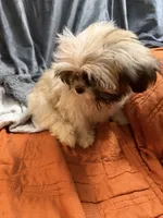 Pearl, a female Shih Tzu for sale in Newark, DE – 2 of 3
