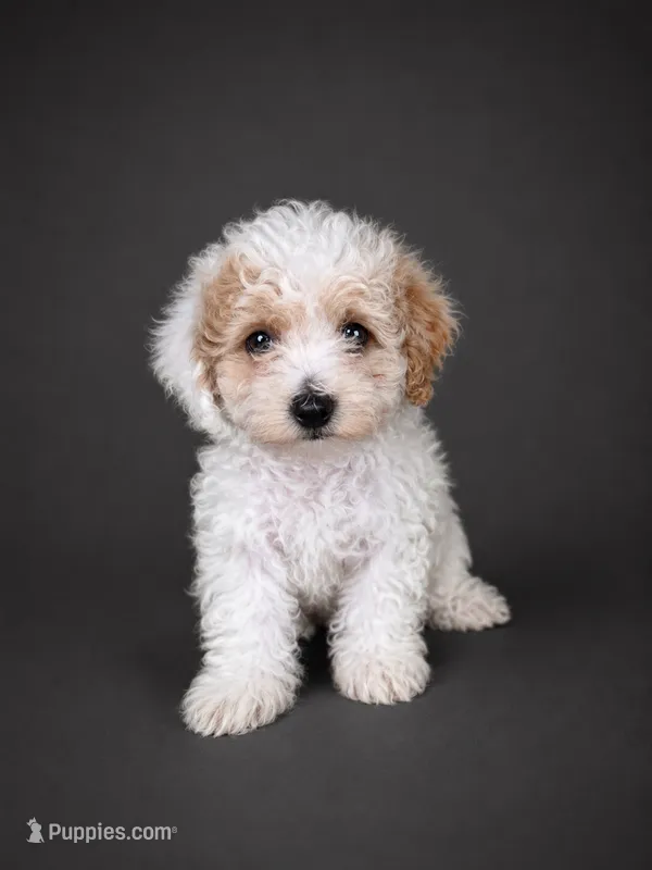Mia – Bichpoo puppy for sale in Newark, DE
