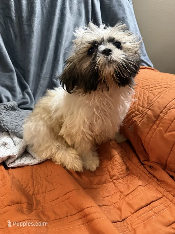 Pearl – Shih Tzu puppy for sale in Newark, DE