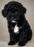 Wyatt, a male Goldendoodle for sale in Newark, DE – 1 of 1