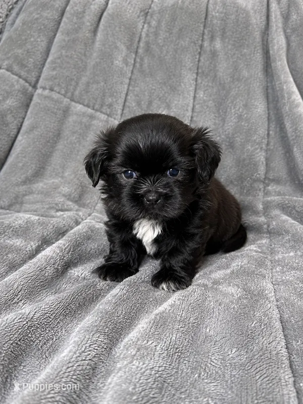 Creed – Shih Tzu puppy for sale in Newark, DE