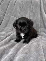 Creed, a male Shih Tzu for sale in Newark, DE – 1 of 2
