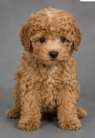 Coco, a female Bichpoo for sale in Middletown, DE – 1 of 2