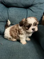 Moe, a male Shih Tzu for sale in Middletown, DE – 2 of 2