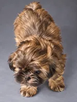 Mocha , a female Shih Tzu for sale in Middletown, DE – 2 of 7