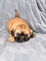 Journey , a female Shih Tzu for sale in Newark, DE – 2 of 2
