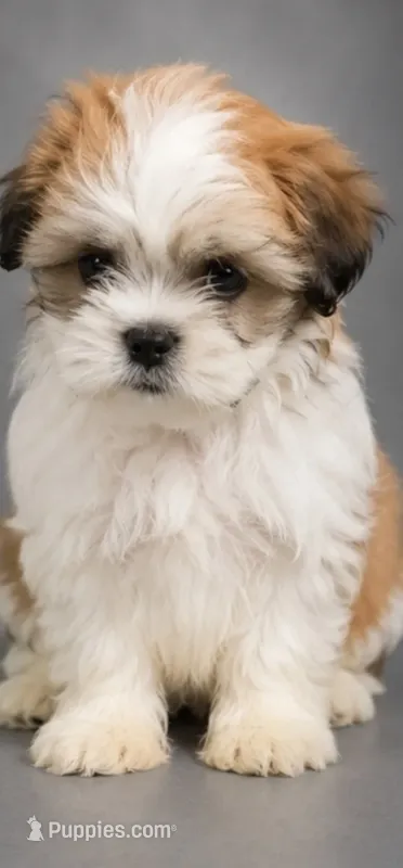 Richie – Shih Tzu puppy for sale in Newark, DE