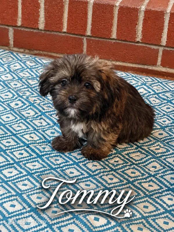 Tommy – Shorkie puppy for sale in Newark, DE