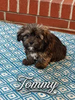 Tommy, a male Shorkie for sale in Newark, DE – 1 of 1