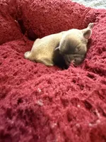 Tyson, a male Shih Tzu for sale in Newark, DE – 2 of 6
