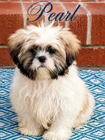 Pearl, a female Shih Tzu for sale in Middletown, DE – 1 of 1