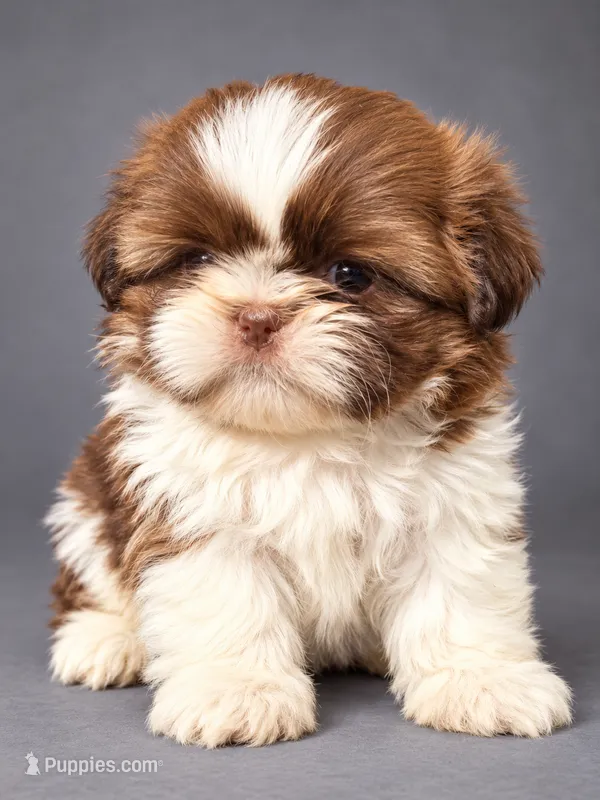 Bambi – Shih Tzu puppy for sale in Middletown, DE