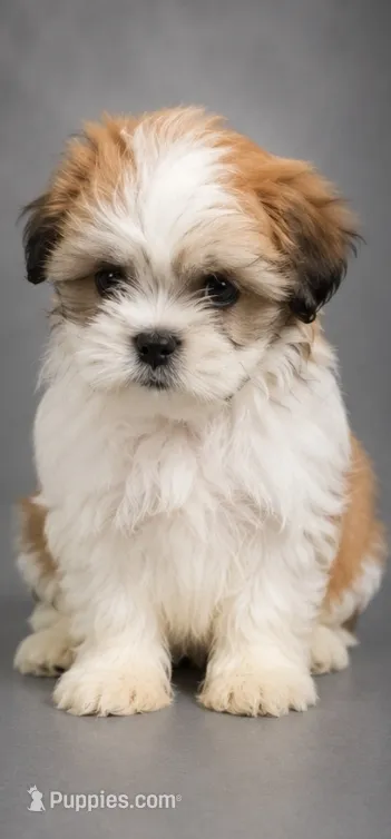 Stan – Shih Tzu puppy for sale in Middletown, DE