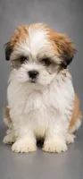 Stan, a male Shih Tzu for sale in Middletown, DE – 1 of 1
