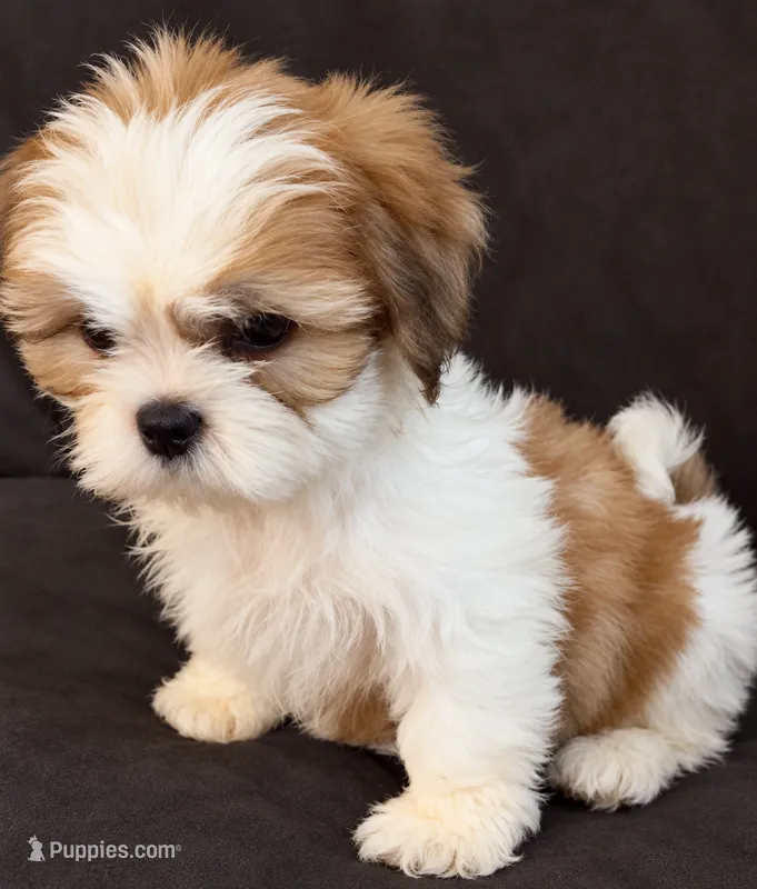 Milo – Shih Tzu puppy for sale in Middletown, DE