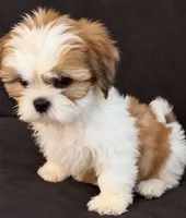 Milo, a male Shih Tzu for sale in Middletown, DE – 1 of 1