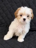 Noah, a male Shih Tzu for sale in Middletown, DE – 1 of 1