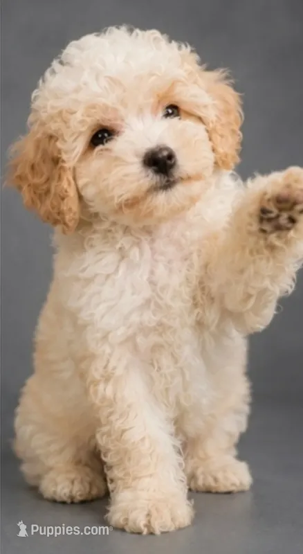 Poppy – Bichon Frise, Poodle - Toy  puppy for sale in Middletown, DE