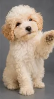 Poppy, a female Bichon Frise and Poodle - Toy  for sale in Middletown, DE – 1 of 3