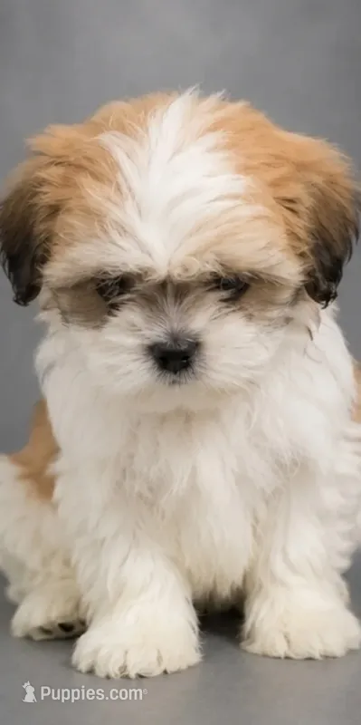 Stan – Shih Tzu puppy for sale in Newark, DE