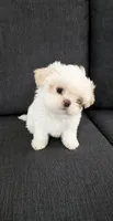 Snow, a female Shih Tzu for sale in Newark, DE – 2 of 6