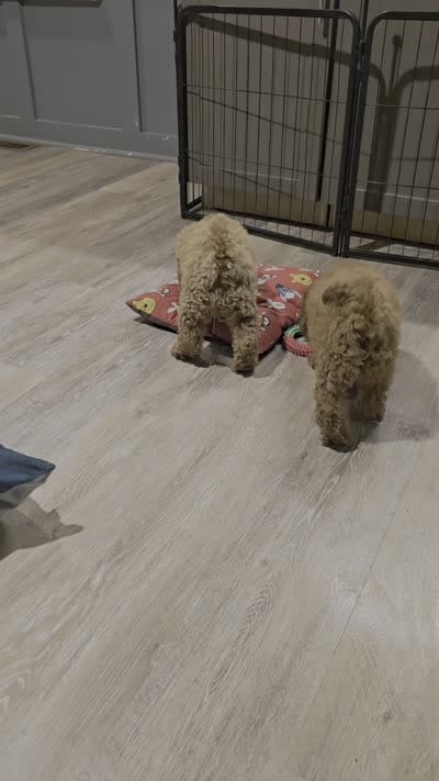 Peaches, a female Miniature Goldendoodle for sale in Middletown, DE – 2 of 2