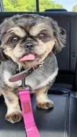 Bear bear, a male Shih Tzu for sale in Middletown, DE – 2 of 2