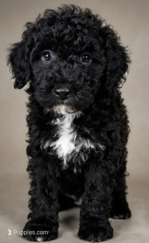 Winona – Goldendoodle puppy for sale in Newark, DE
