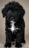 Winona, a female Goldendoodle for sale in Newark, DE – 1 of 1