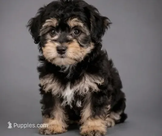 Francis  – Yorkipoo puppy for sale in Newark, DE
