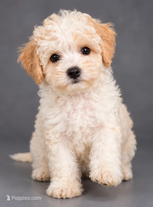 Poppy – Bichon Frise, Poodle - Toy  puppy for sale in Middletown, DE