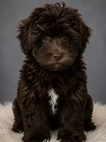 Leilani, a female Bichon Frise and Yorkshire Terrier for sale in Newark, DE – 1 of 1