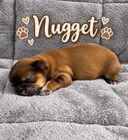 Nugget , a male Shih Tzu for sale in Middletown, DE – 1 of 1