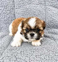 Camile, a female Shih Tzu for sale in Newark, DE – 2 of 2