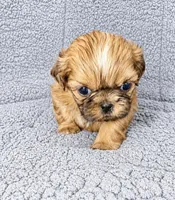 Caleb, a male Shih Tzu for sale in Newark, DE – 2 of 2