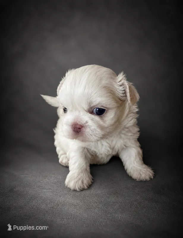 Snow – Shih Tzu puppy for sale in Newark, DE