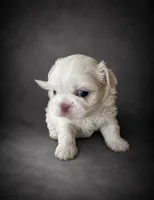 Snow, a female Shih Tzu for sale in Newark, DE – 1 of 4