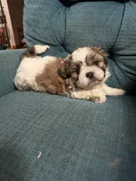 Moe, a male Shih Tzu for sale in Middletown, DE – 1 of 2