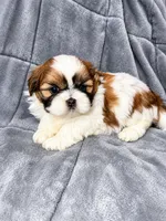 Bon Jovi, a male Shih Tzu for sale in Newark, DE – 2 of 2