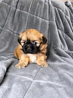 Journey , a female Shih Tzu for sale in Newark, DE – 1 of 2