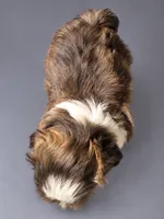 Pixie, a female Shih Tzu for sale in Middletown, DE – 2 of 6