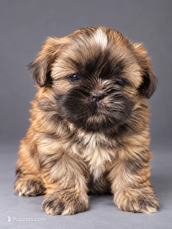 Waffles  – Shih Tzu puppy for sale in Middletown, DE