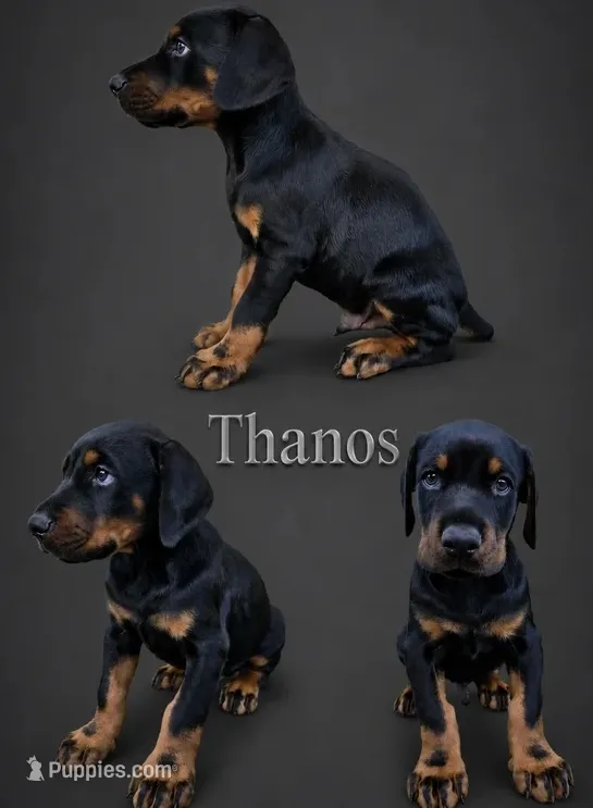 Thanos – Doberman Pinscher puppy for sale in Newark, DE